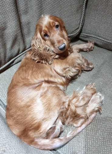 toffee2.jpg
