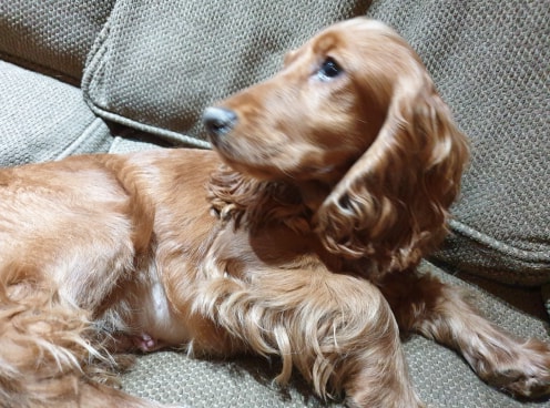 toffee3.jpg