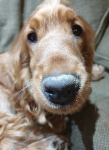toffee6.jpg