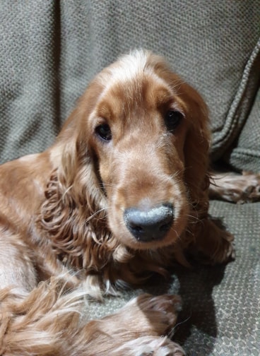 toffee7.jpg