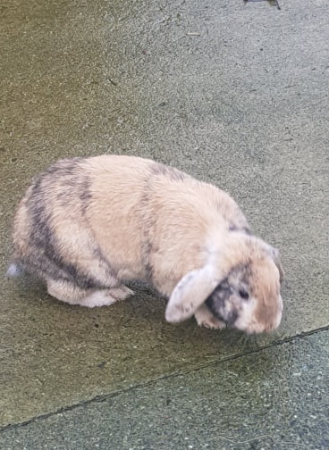 hazel.jpg