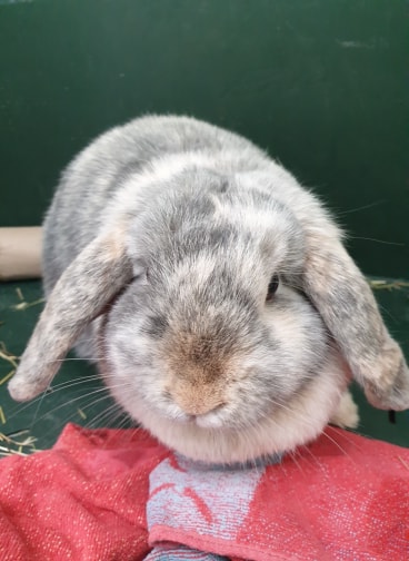 hazel1.jpg