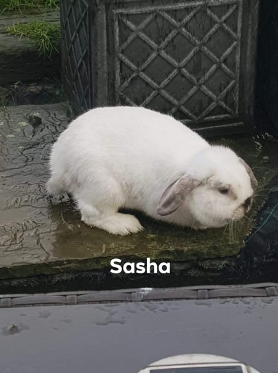 sasha.jpg