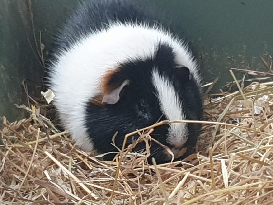 gpig1.jpg