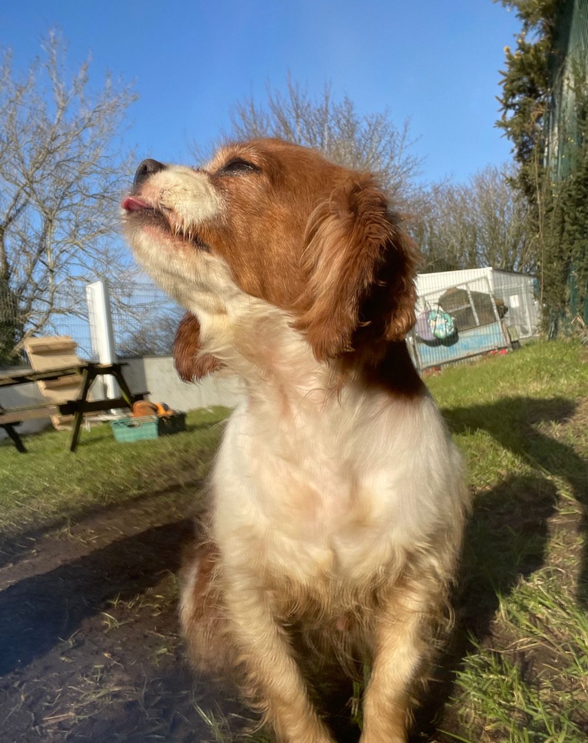 gracie1.jpg