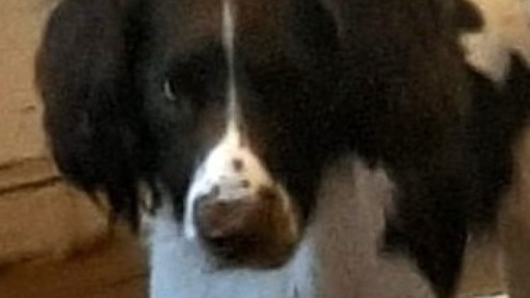 REX