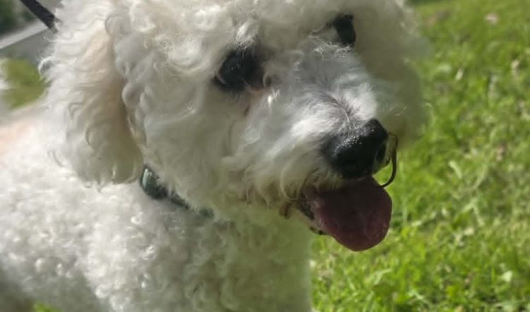 ALFIE