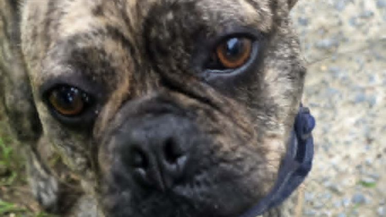 BUDDY