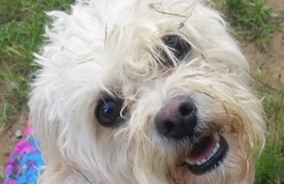 SNICKERS- HOME CHECKING