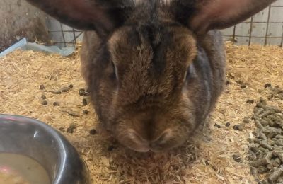 Large Belgian Hare type rabbits