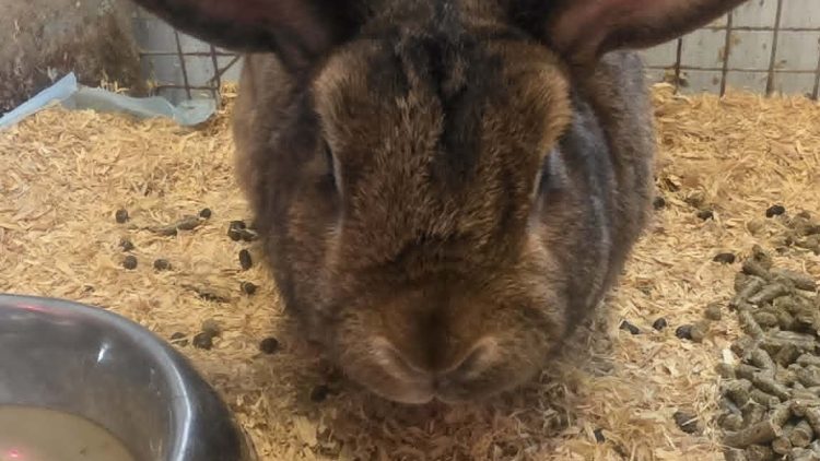Large Belgian Hare type rabbits