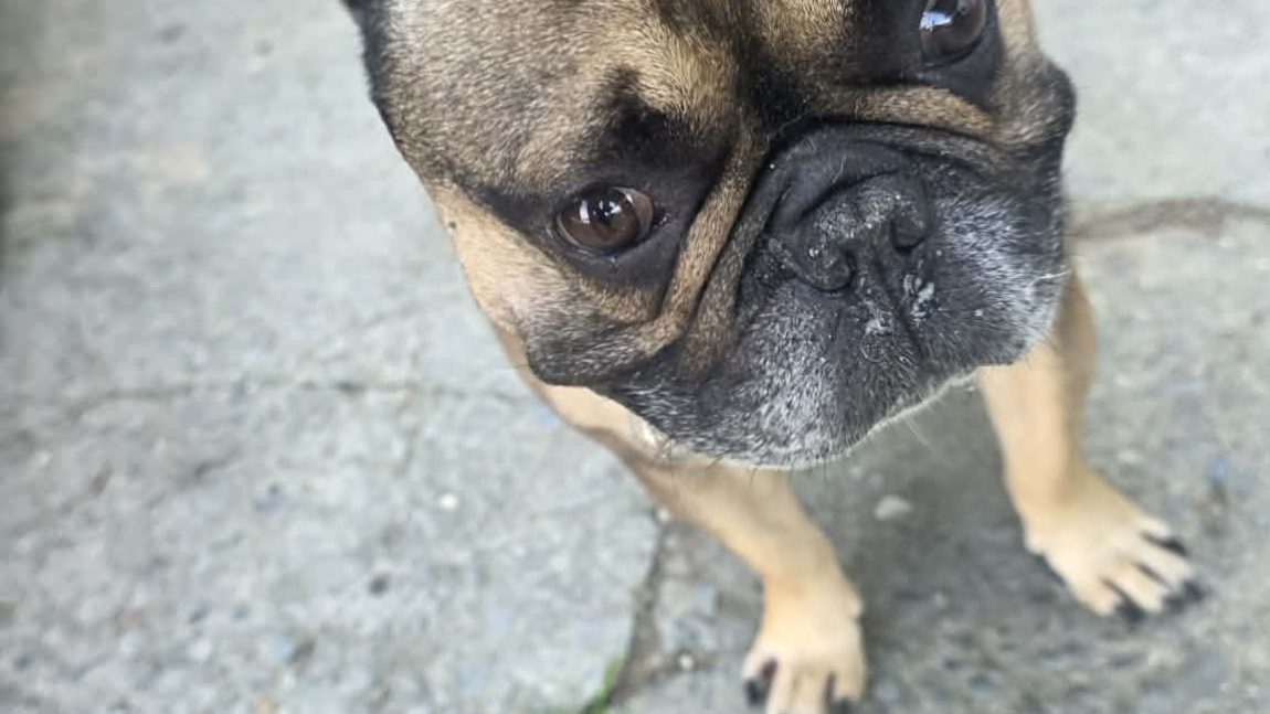 BRUNO