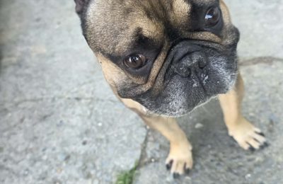 BRUNO