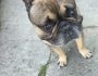 BRUNO