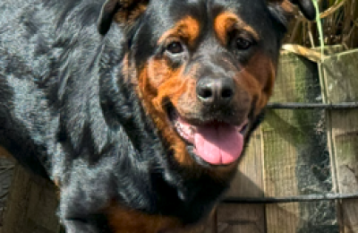 LOKI