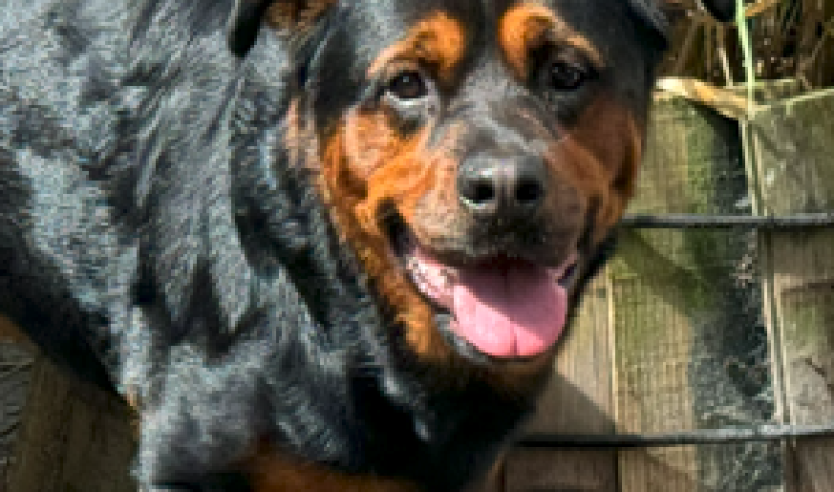 LOKI